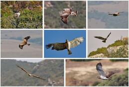 Observación de aves