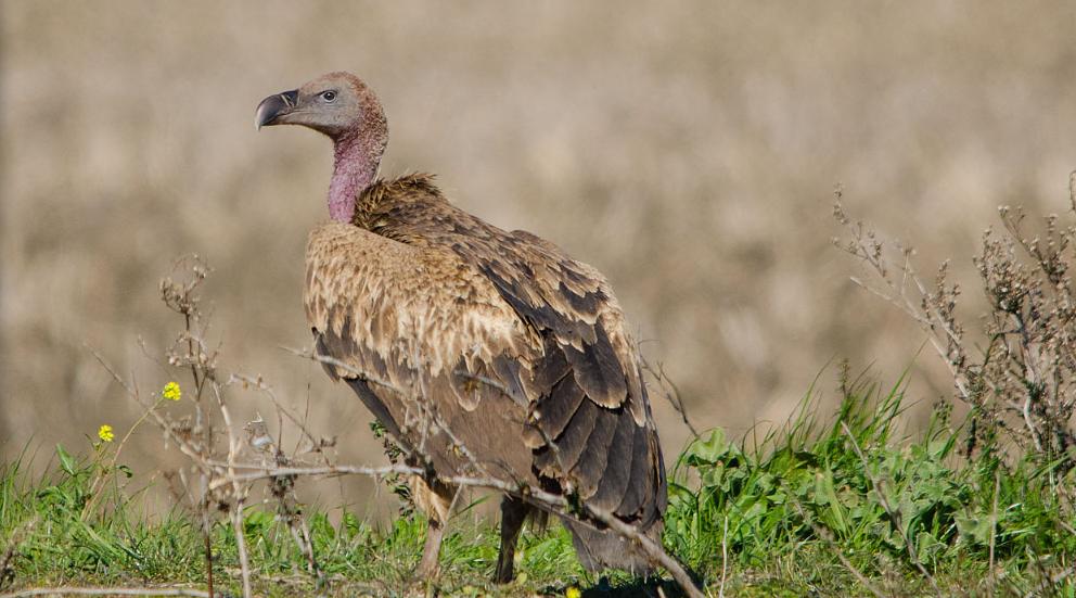 Bird watching, Tarifa and Punta Paloma